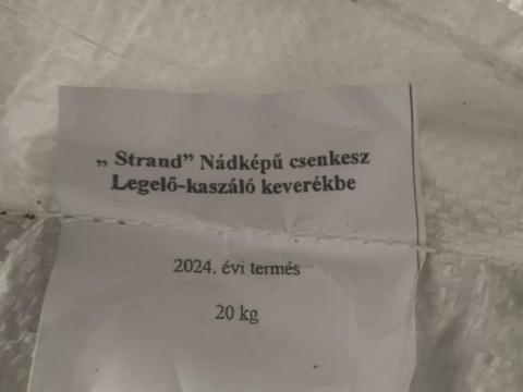 Fűmag (Nádképű csenkesz) Fűmag (Nádképű csenkesz)