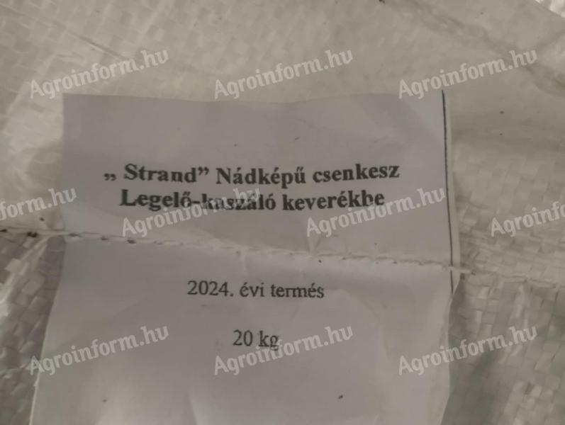 Fűmag (Nádképű csenkesz)