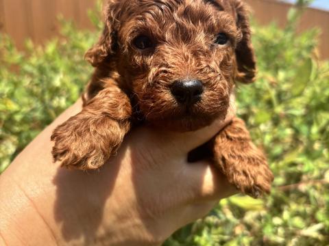 Red toy/törpe fajtiszta jellegű uszkár Red toy/törpe fajtiszta jellegű uszkár