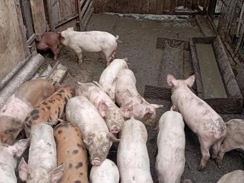 Választási malac Választási malac