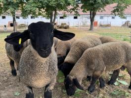 Gondosan kezelt állományból eladó Angol Suffolk kosok,  jerkék,  anyák