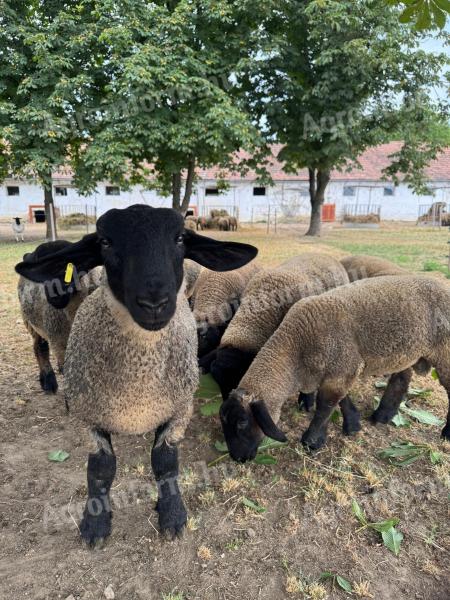 Gondosan kezelt állományból eladó Angol Suffolk kosok,  jerkék,  anyák