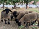 Gondosan kezelt állományból eladó Angol Suffolk kosok,  jerkék,  anyák