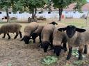 Gondosan kezelt állományból eladó Angol Suffolk kosok,  jerkék,  anyák