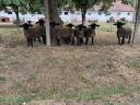 Gondosan kezelt állományból eladó Angol Suffolk kosok,  jerkék,  anyák