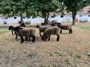 Gondosan kezelt állományból eladó Angol Suffolk kosok,  jerkék,  anyák