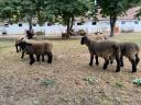 Gondosan kezelt állományból eladó Angol Suffolk kosok,  jerkék,  anyák