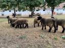 Gondosan kezelt állományból eladó Angol Suffolk kosok,  jerkék,  anyák