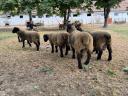 Gondosan kezelt állományból eladó Angol Suffolk kosok,  jerkék,  anyák