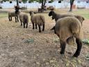 Gondosan kezelt állományból eladó Angol Suffolk kosok,  jerkék,  anyák