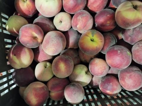 Pálinkának való őszibarack Pálinkának való őszibarack