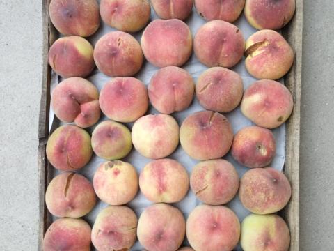 Hibás őszibarackok Hibás őszibarackok