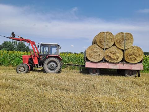 Körbála Búza szalma Körbála Búza szalma
