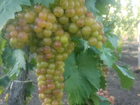 Sárgamuskotály szőlő Sárgamuskotály szőlő