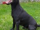 Patterdale terrier szuka gazdát keres