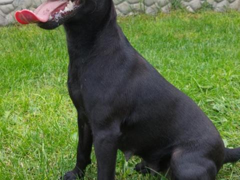 Patterdale terrier szuka gazdát keres Patterdale terrier szuka gazdát keres