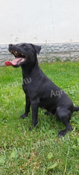 Patterdale terrier szuka gazdát keres