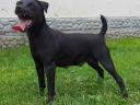 Patterdale terrier szuka gazdát keres