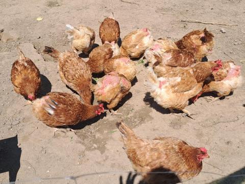 Eladó tyúkok Eladó tyúkok