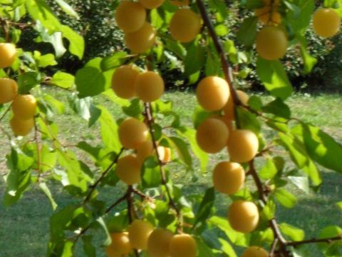 Nyàri ès rèti Alma kaphatò Nyàri ès rèti Alma kaphatò