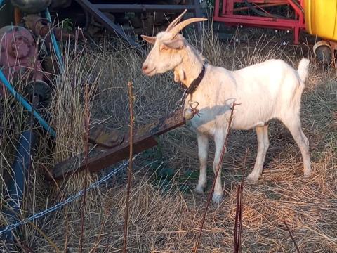 1,5 éves nőstény kecske 1,5 éves nőstény kecske