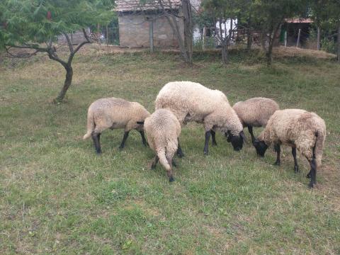 Eladó tejelő cigája család Eladó tejelő cigája család