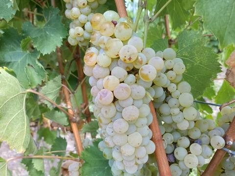 Szőlő Ottonel muskotály, Királyleányka, Kékoportó Szőlő Ottonel muskotály, Királyleányka, Kékoportó