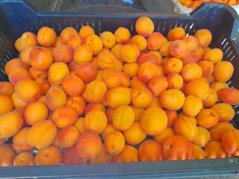Frissen szedett sárgabarack eladó termelőtől Frissen szedett sárgabarack eladó termelőtől