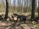 Felkészítetlen faáru – tűzifa / oszlop / rönk (garantált mennyiség,  erdőgazdálkodótól)