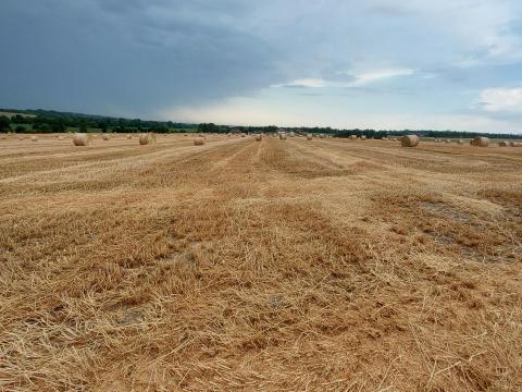 Búzaszalma Búzaszalma