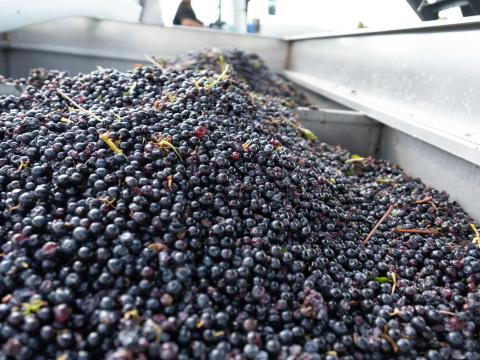 Eladó Cabernet Franc, Merlot, Kékfrankos szőlő Eladó Cabernet Franc, Merlot, Kékfrankos szőlő