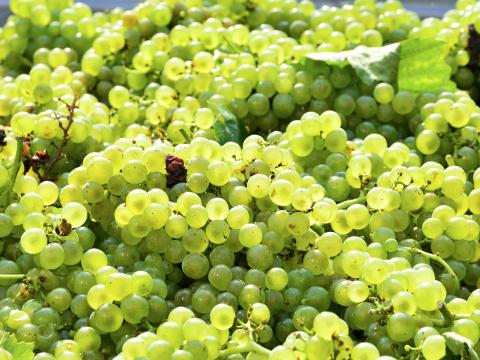 Eladó Sauvignon Blanc, Chardonnay szőlő Eladó Sauvignon Blanc, Chardonnay szőlő