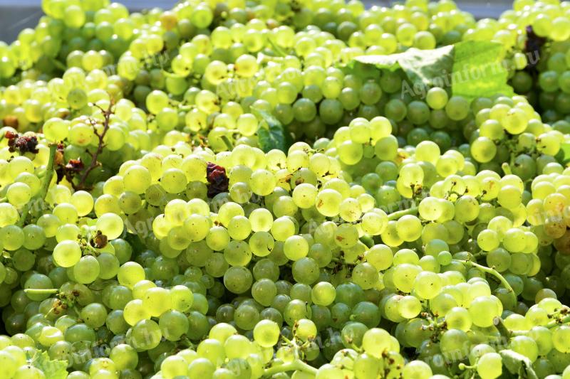 Eladó Sauvignon Blanc, Chardonnay szőlő