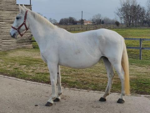 Favory Fillér lipicai ló Favory Fillér lipicai ló