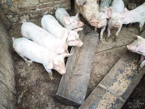 Eladó választási malac Eladó választási malac