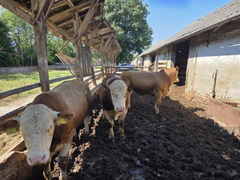 Magyartarka tenyészbikák eladók (3 db) Magyartarka tenyészbikák eladók (3 db)