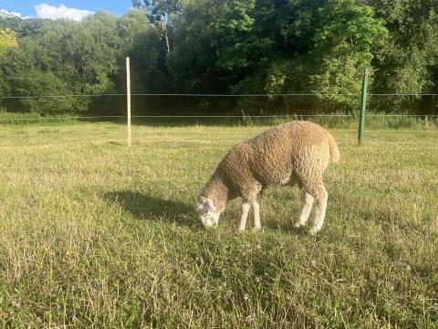 6 hónapos kis kos eladó 6 hónapos kis kos eladó