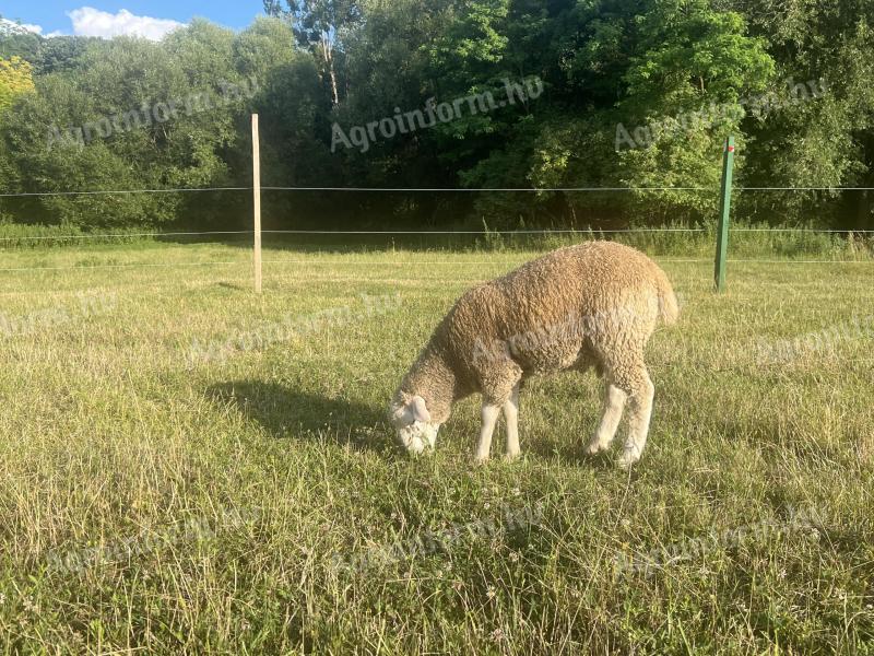 6 hónapos kis kos eladó