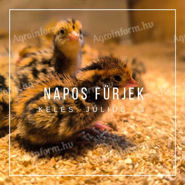 Napos fürj