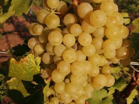 Illatos Irsai Olivér Illatos Irsai Olivér