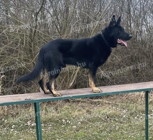 Német juhász fajtajellegű kölyök