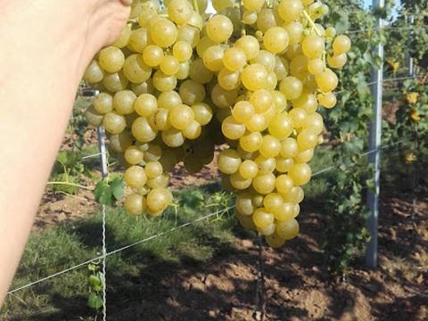 Irsai Olivér szőlőtermés Irsai Olivér szőlőtermés