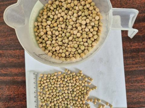 Őszi száraz borsó Őszi száraz borsó