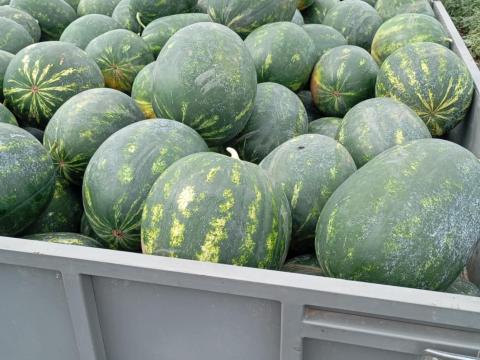 Rubin görögdinnye eladó Rubin görögdinnye eladó