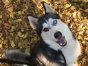 Husky kutyus örökbe fogadható
