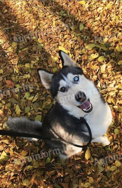 Husky kutyus örökbe fogadható