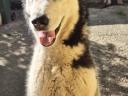Husky kutyus örökbe fogadható