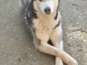 Husky kutyus örökbe fogadható