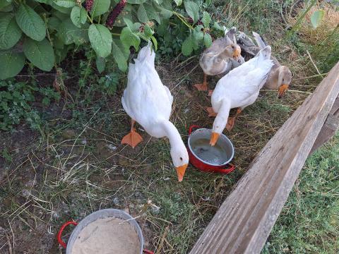Növendék libák eladók Növendék libák eladók