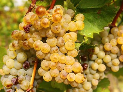 Szőlőtermés Szőlőtermés